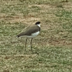 Vanellus miles (Masked Lapwing) at Lake Burley Griffin West - 20 May 2019 by Mike