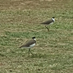 Vanellus miles at Yarralumla, ACT - 20 May 2019 10:52 AM