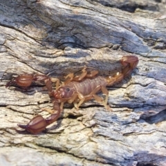Urodacus manicatus (Black Rock Scorpion) at Sutton, NSW - 19 May 2019 by AndrewCB