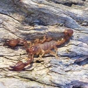 Urodacus manicatus at Sutton, NSW - 19 May 2019