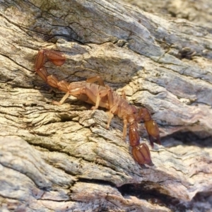 Urodacus manicatus at Sutton, NSW - 19 May 2019