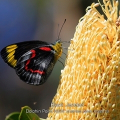 Delias nigrina (Black Jezebel) at Wairo Beach and Dolphin Point - 13 May 2019 by Charles Dove