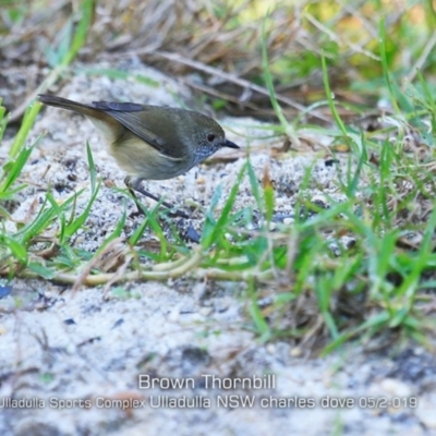 Acanthiza pusilla (Brown Thornbill) at Ulladulla, NSW - 16 May 2019 by CharlesDove