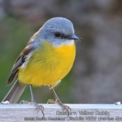 Eopsaltria australis (Eastern Yellow Robin) at Ulladulla, NSW - 14 May 2019 by Charles Dove