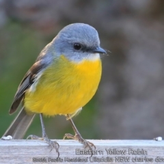 Eopsaltria australis (Eastern Yellow Robin) at South Pacific Heathland Reserve - 15 May 2019 by CharlesDove