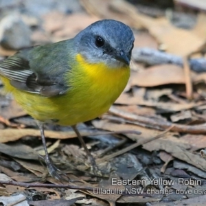 Eopsaltria australis at Ulladulla, NSW - 15 May 2019 12:00 AM