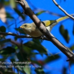 Ptilotula fusca (Fuscous Honeyeater) at Dolphin Point, NSW - 13 May 2019 by Charles Dove