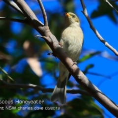 Ptilotula fusca at Dolphin Point, NSW - 14 May 2019 12:00 AM