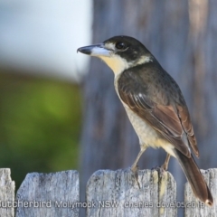 Cracticus torquatus (Grey Butcherbird) at Mollymook, NSW - 12 May 2019 by Charles Dove