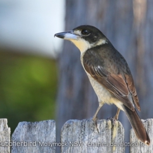 Cracticus torquatus at Mollymook, NSW - 13 May 2019