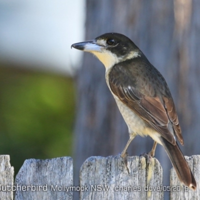Cracticus torquatus (Grey Butcherbird) at Mollymook, NSW - 12 May 2019 by Charles Dove