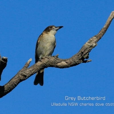 Cracticus torquatus (Grey Butcherbird) at Coomee Nulunga Cultural Walking Track - 17 May 2019 by CharlesDove