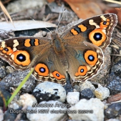 Junonia villida (Meadow Argus) at Dolphin Point, NSW - 13 May 2019 by CharlesDove