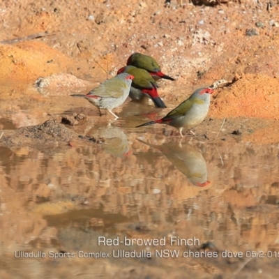 Neochmia temporalis (Red-browed Finch) at Ulladulla, NSW - 17 May 2019 by CharlesDove