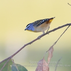 Pardalotus punctatus (Spotted Pardalote) at Ulladulla, NSW - 17 May 2019 by Charles Dove