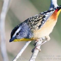 Pardalotus punctatus at Ulladulla, NSW - 18 May 2019