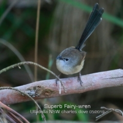 Malurus cyaneus (Superb Fairywren) at Coomee Nulunga Cultural Walking Track - 14 May 2019 by Charles Dove