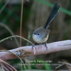 Malurus cyaneus (Superb Fairywren) at Ulladulla - Warden Head Bushcare - 14 May 2019 by Charles Dove