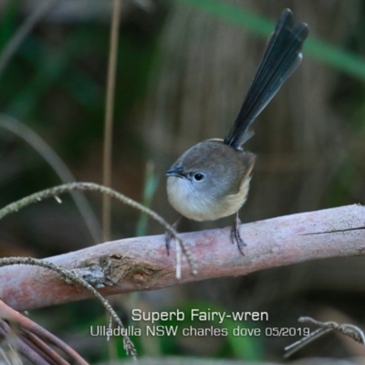 Malurus cyaneus (Superb Fairywren) at Ulladulla, NSW - 14 May 2019 by Charles Dove