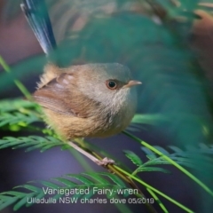 Malurus lamberti (Variegated Fairywren) at Ulladulla, NSW - 15 May 2019 by CharlesDove