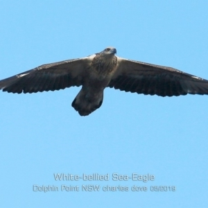 Haliaeetus leucogaster at Dolphin Point, NSW - 14 May 2019