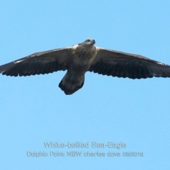 Haliaeetus leucogaster (White-bellied Sea-Eagle) at Wairo Beach and Dolphin Point - 13 May 2019 by Charles Dove