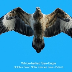 Haliaeetus leucogaster at Dolphin Point, NSW - 14 May 2019