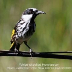 Phylidonyris niger (White-cheeked Honeyeater) at Porters Creek, NSW - 14 May 2019 by Charles Dove