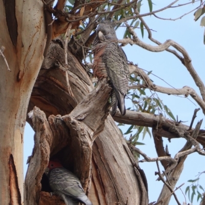 Callocephalon fimbriatum (Gang-gang Cockatoo) at Hughes Grassy Woodland - 20 May 2019 by JackyF