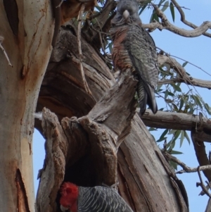 Callocephalon fimbriatum at Hughes, ACT - 20 May 2019