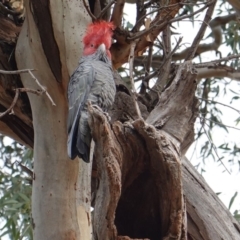 Callocephalon fimbriatum at Hughes, ACT - 20 May 2019