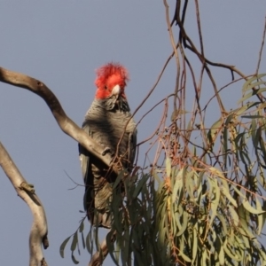 Callocephalon fimbriatum at Hughes, ACT - 20 May 2019