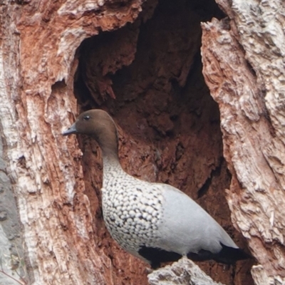 Chenonetta jubata (Australian Wood Duck) at Hughes, ACT - 20 May 2019 by JackyF