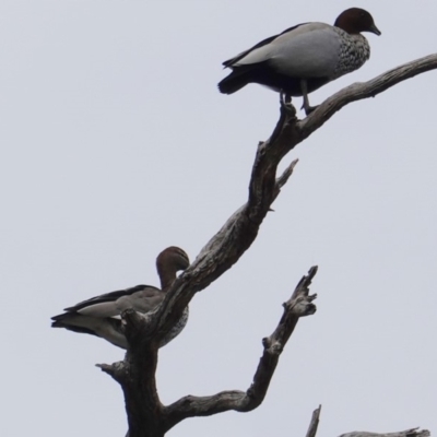 Chenonetta jubata (Australian Wood Duck) at Red Hill to Yarralumla Creek - 20 May 2019 by JackyF