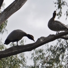 Chenonetta jubata (Australian Wood Duck) at Hughes Grassy Woodland - 20 May 2019 by JackyF