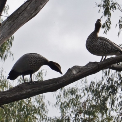 Chenonetta jubata (Australian Wood Duck) at Red Hill to Yarralumla Creek - 20 May 2019 by JackyF