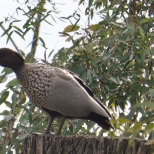 Chenonetta jubata at Hughes, ACT - 20 May 2019