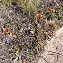 Bothriochloa macra (Red Grass, Red-leg Grass) at Hughes Grassy Woodland - 15 May 2019 by ruthkerruish