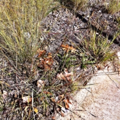 Bothriochloa macra at Hughes, ACT - 15 May 2019 10:00 AM