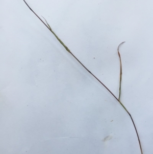 Bothriochloa macra at Hughes, ACT - 15 May 2019