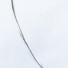 Bothriochloa macra at Hughes, ACT - 15 May 2019