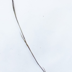 Bothriochloa macra at Hughes, ACT - 15 May 2019 10:00 AM