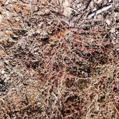 Dysphania pumilio (Small Crumbweed) at Hughes Grassy Woodland - 14 May 2019 by ruthkerruish