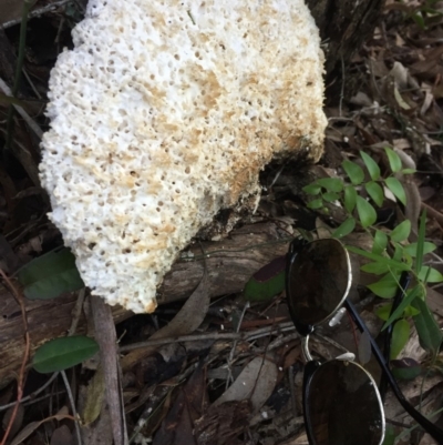 Laetiporus portentosus (White Punk) at Mirador, NSW - 14 May 2019 by hynesker1234