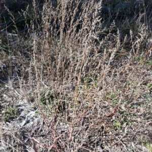 Chenopodium sp. at Deakin, ACT - 20 May 2019 03:13 PM