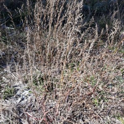 Chenopodium sp. at Deakin, ACT - 20 May 2019 by ruthkerruish