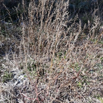 Chenopodium sp. at Hughes Grassy Woodland - 20 May 2019 by ruthkerruish