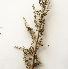 Chenopodium sp. at Deakin, ACT - 20 May 2019 03:13 PM