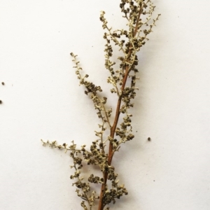 Chenopodium sp. at Deakin, ACT - 20 May 2019