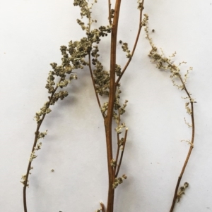 Chenopodium sp. at Deakin, ACT - 20 May 2019 03:13 PM